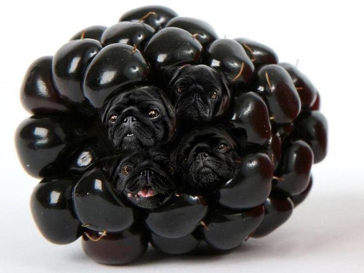 Instagram/dogs_infood/Reprodução Instagram/dogs_infood/Reprodução