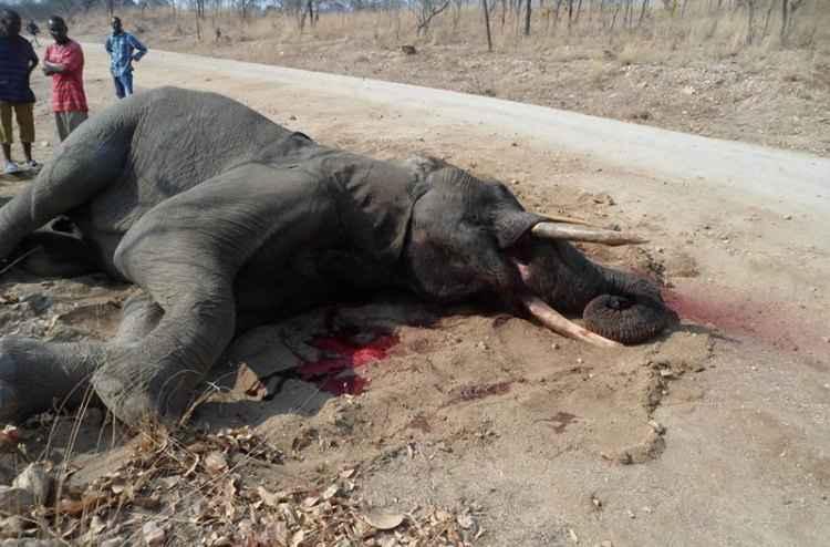 Facebook/Matusadona Anti Poaching Project/Reprodução Facebook/Matusadona Anti Poaching Project/Reprodução