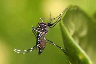 Ao contrrio do que muita gente pensa, o Aedes aegypti pode picar tanto durante o dia quanto  noite(foto: Divulgao)