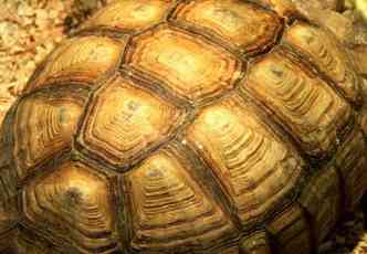 As diferentes nuances do casco da tartaruga serviram de inspirao para o novo estilo de cabelo tortoiseshell(foto: Internet/Reproduo)