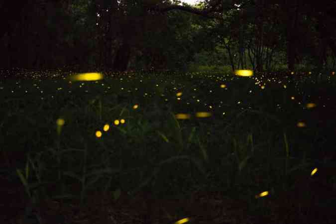 Existem mais de duas mil espécies de vaga-lume, a maioria é encontrada em locais úmidos(foto: Unsplash)