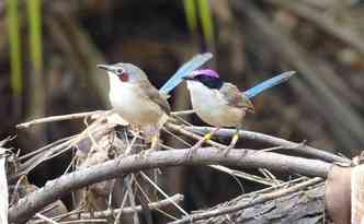 Apesar de ser monogmica, a fmea da ave australiana fairywren da coroa roxa  capaz de se 