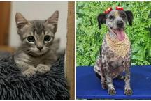 Feira promove adoo de ces e gatos resgatados neste sbado em BH