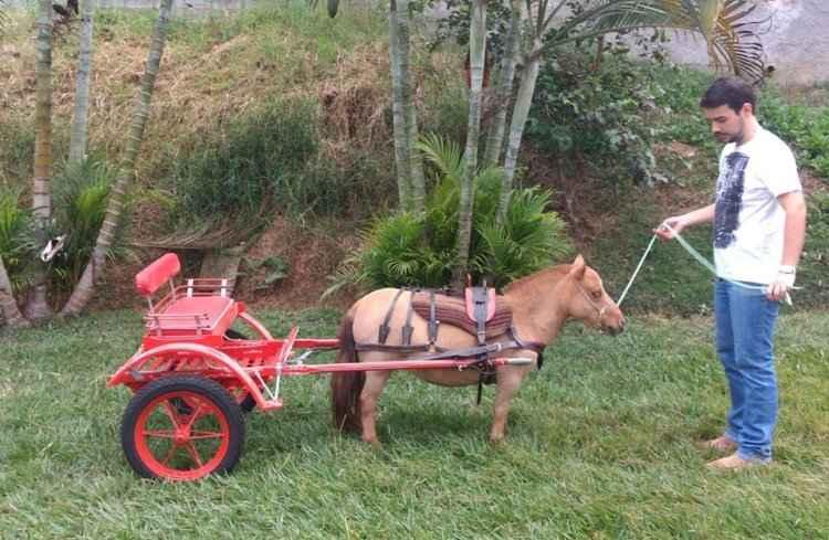 Facebook/Mini Fazenda Reino Encantado/Reprodução Facebook/Mini Fazenda Reino Encantado/Reprodução