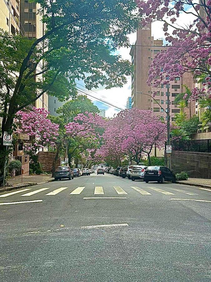 A atriz Christiane Torloni elogiou a beleza dos ipês da cidade em publicação no Instagram(foto: Reprodução/Instagram @christorloni ) A atriz Christiane Torloni elogiou a beleza dos ipês da cidade em publicação no Instagram(foto: Reprodução/Instagram @christorloni )