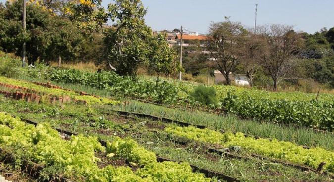 O espaço reúne 38 canteiros de horta, com variedades como alface, almeirão, couve, acelga, mostarda, cebolinha, salsa e ramas de batata-doce(foto: Suziane Brugnara) O espaço reúne 38 canteiros de horta, com variedades como alface, almeirão, couve, acelga, mostarda, cebolinha, salsa e ramas de batata-doce(foto: Suziane Brugnara)