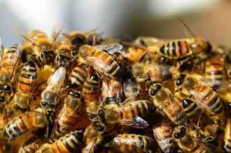 O uso de agrotxicos, especialmente  base de nicotina, deve causar a extino das abelhas, segundo alertam os cientistas(foto: Pixabay)