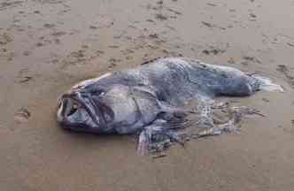 Esse peixe gigantesco foi encontrado numa praia da Austrlia e deixou muitos internautas intrigados(foto: Twitter/jess_lodge/Reproduo)