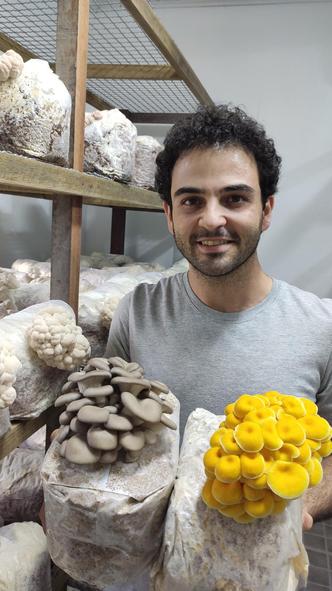 O engenheiro agrnomo Gabriel Campos Feij Mitri criou a Innat Cogumelos e se especializou em espcies exticas e tidas como medicinais: 'Os benefcios dos cogumelos so reconhecidos h muito tempo na medicina tradicional chinesa' (foto: Divulgao)