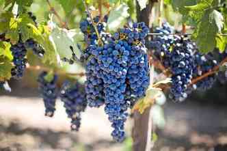Uvas vermelhas, bem como seus derivados sem conservantes, possuem antioxidantes fenlicos que ajudam a prevenir o cncer(foto: Pixabay)