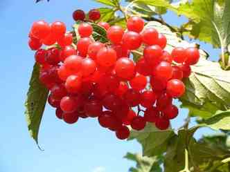 Nutricionista mostra que a oxicoco, ou cranberry, ajuda a inibir a instalao de bactrias em mucosas, o que ajuda a prevenir problemas urinrios(foto: Pixabay)
