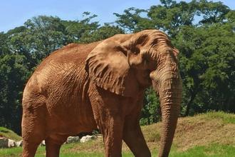 Elefante Jamba morre aos 29 anos no Zoolgico de BH