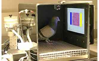 As pombas foram capazes de reconhecer anomalias nas imagens de mamografias sem terem sido treinadas anteriormente(foto: University of Iowa/Wassermann Lab/Reproduo)