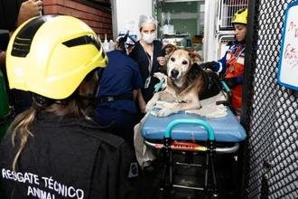 SAMUVet realiza 49 atendimentos gratuitos na 1� semana na capital