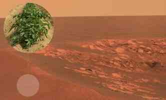 A Nasa quer testar a possibilidade de se plantar batata em Marte em 2030(foto: Mars.nasa.gov/Reproduo e Pixabay)