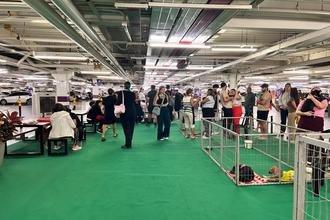 P�tio Savassi recebe feira de ado��o de c�es e gatos