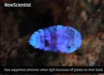 Chamado de safira do mar, o minsculo crustceo consegue refletir a luz de tal forma que, dependendo do ngulo em que se move, pode ficar totalmente invisvel aos olhos humanos(foto: YouTube/Reproduo)