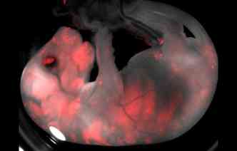 Em meio a um experimento bastante polmico, cientistas conseguiram gerar, com sucesso, fetos hbridos de porco e humano(foto: Wu et al./Cell/Divulgao)
