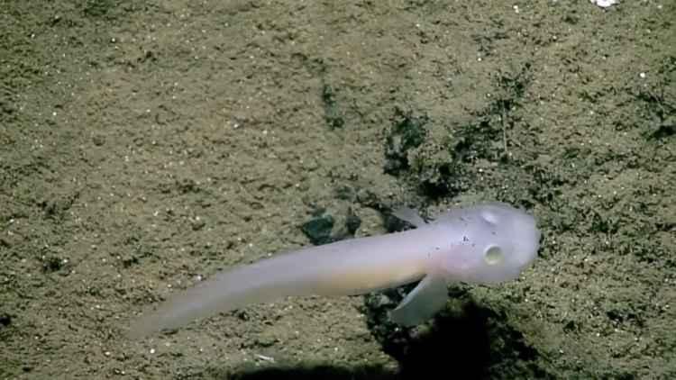 YouTube/oceanexplorergov/Reprodução YouTube/oceanexplorergov/Reprodução