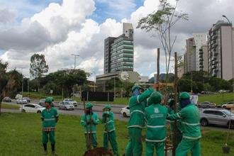 PBH inicia plantio de mudas no trevo do Belvedere