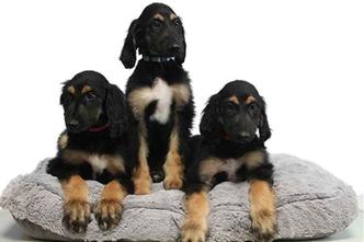 Os três cães da raça afghan hound são fruto da clonagem do clone Snuppy e nasceram em 2010. Somente em 2017, quando os pets completaram 7 anos, a pesquisa sobre a reclonagem foi divulgada(foto: Scientific Reports/Divulgação) Os três cães da raça afghan hound são fruto da clonagem do clone Snuppy e nasceram em 2010. Somente em 2017, quando os pets completaram 7 anos, a pesquisa sobre a reclonagem foi divulgada(foto: Scientific Reports/Divulgação)