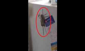 Imagine flagrar uma aranha enorme carregando em suas mandbulas nada menos que um rato. A cena inusitada foi gravada na Austrlia(foto: Facebook/Jason Womal/Reproduo)