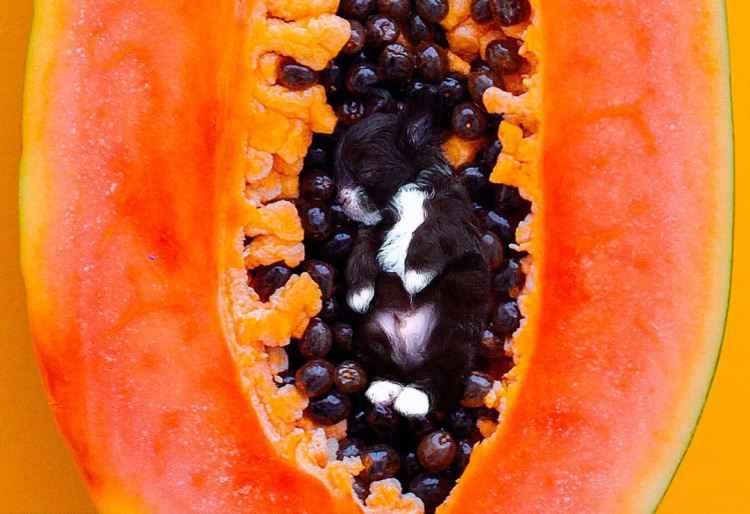 Instagram/dogs_infood/Reprodução Instagram/dogs_infood/Reprodução
