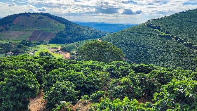O bom desempenho do setor agropecurio  impulsionado pelo segmento das lavouras, que deve alcanar R$ 113,4 bilhes(foto: Diego Vargas / Seapa-MG )