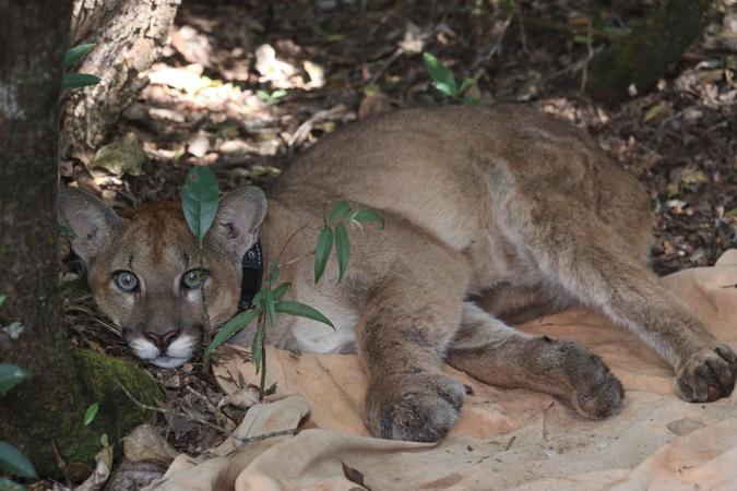 Monitoramento integra um trabalho contínuo de pesquisa e proteção(foto: Prime Ambiental / Divulgação ) Monitoramento integra um trabalho contínuo de pesquisa e proteção(foto: Prime Ambiental / Divulgação )