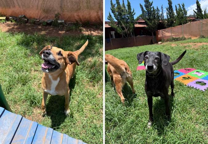 Animais resgatados pela prefeitura de Nova Lima so mantidos em um abrigo em Moeda: em breve, sero protagonistas de um evento de adoo no BH Shopping(foto: Divulgao)