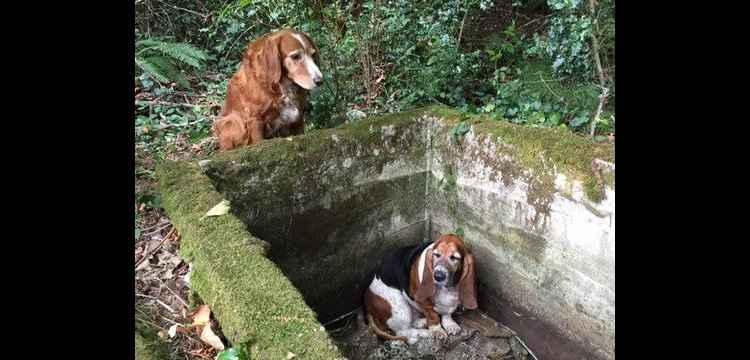 Facebook/Vashon-Island-Pet-Protectors-wwwvipporg-100662740020048/Reprodução Facebook/Vashon-Island-Pet-Protectors-wwwvipporg-100662740020048/Reprodução