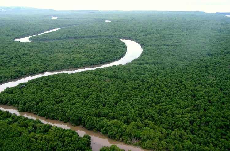 SOS Mata Atlântica/Divulgação SOS Mata Atlântica/Divulgação