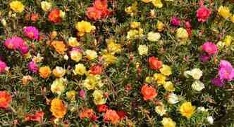 A planta chamada de onze-horas possui cristais de oxalato de clcio nas folhas e flores, que ao serem ingeridos por animais de estimao, podem at levar  morte(foto: Wikimedia/Reproduo)