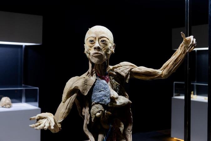 A exposi��o apresenta oito corpos humanos inteiros, um carneiro selvagem e cerca de 100 �rg�os reais(foto: Carol Reis/Divulga��o)