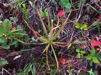 A 'orvalhinha', maior planta carnvora do gnero, foi descoberta em Minas, graas a uma imagem publicada no Facebook, e passou a ser oficialmente conhecida como Drosera magnifica(foto: Facebook/Paulo Gonella/Reproduo)