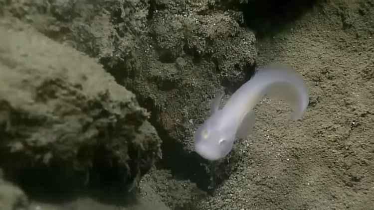 YouTube/oceanexplorergov/Reprodução YouTube/oceanexplorergov/Reprodução