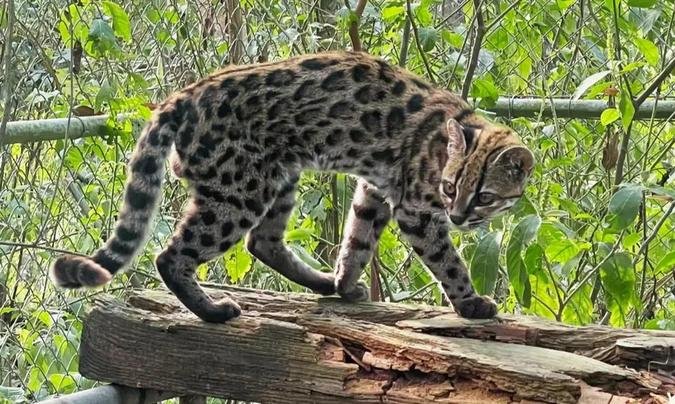 Espécie foi batizada de Leopardus tilcayo(foto: PUCRS/Divulgação) Espécie foi batizada de Leopardus tilcayo(foto: PUCRS/Divulgação)