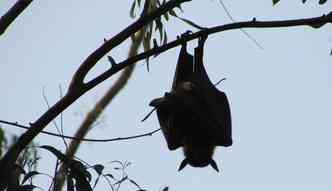 De acordo com o especialista, encontrar morcegos que se alimentam de sangue, ou hematfagos, nos centros urbanos,  muito raro(foto: Pixabay)