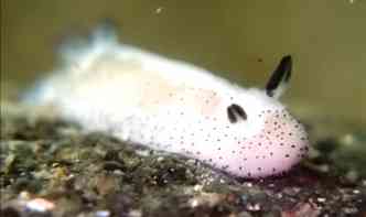 O bichinho fofo e que parece um coelhinho, na verdade,  uma lesma do mar japonesa(foto: YouTube/Reproduo)