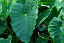 Pesquisa destaca valor nutricional de plantas como taioba e ora-pro-nbis