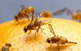 Estudo americano descobriu que o fungo Entomophthora muscae infecta a mosca Drosophila, comum em frutas, e a transforma numa esp�cie de 