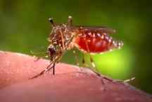 Infectologista Carlos Starling fala sobre a epidemia de dengue no Brasil