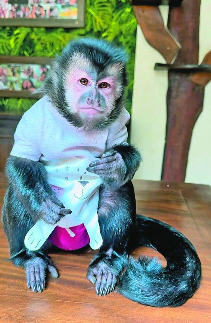 A rotina de Ol�via conquistou milh�es de seguidores nas redes sociais, mas humaniza��o da macaquinha atrai cr�ticas tamb�m: 