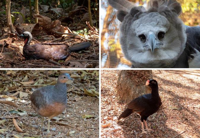 Da esquerda para a direita: Jacutinga (a Aburria Jacutinga); Gavião-real (Harpia Harpyja; Jaó-do-sul(Crypturellus Noctivagus) e Mutum Fava (Crax Globulosa)(foto: Arquivo Pessoal) Da esquerda para a direita: Jacutinga (a Aburria Jacutinga); Gavião-real (Harpia Harpyja; Jaó-do-sul(Crypturellus Noctivagus) e Mutum Fava (Crax Globulosa)(foto: Arquivo Pessoal)