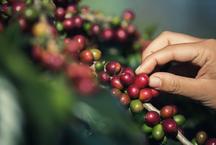 Caf de Minas Gerais se destaca com cincia e tecnologia no cultivo