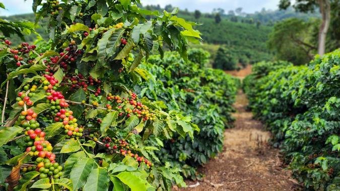 A produção deverá superar o recorde anterior, registrado em 2020, quando o país produziu 63,1 milhões de sacas(foto: Diego Vargas / Seapa-MG) A produção deverá superar o recorde anterior, registrado em 2020, quando o país produziu 63,1 milhões de sacas(foto: Diego Vargas / Seapa-MG)