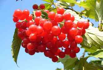 Como mostra a mdica, o cranberry, ou oxicoco, tem capacidade de impedir que as bactrias se instalem na mucosa do trato urinrio, evitando, assim, o aparecimento de cistites(foto: Pixabay)