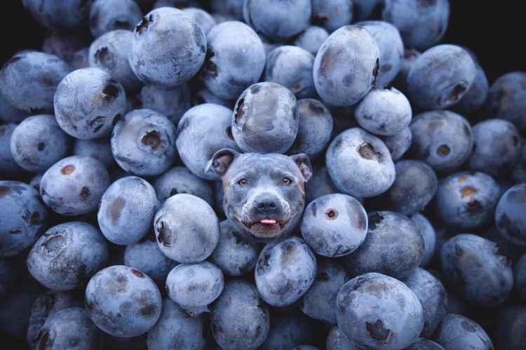 Instagram/dogs_infood/Reprodução Instagram/dogs_infood/Reprodução