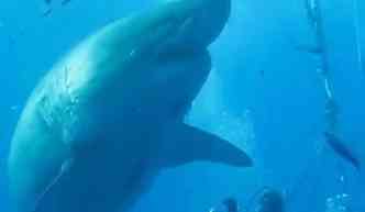 Segundo o mergulhador mexicano, o tubaro branco gigante filmado e 2013 tem o porte de um hipoptamo(foto: YouTube/Reproduo)