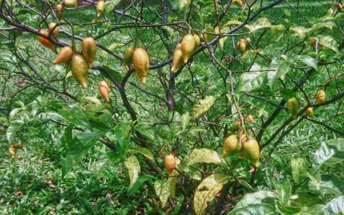 A Tabernanthe iboga, de onde  extrada a ibogana,  uma planta africana e seu uso no  permitido oficialmente no Brasil(foto: Wikimedia/Reproduo)